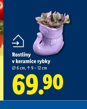 Rostliny v keramice rybky