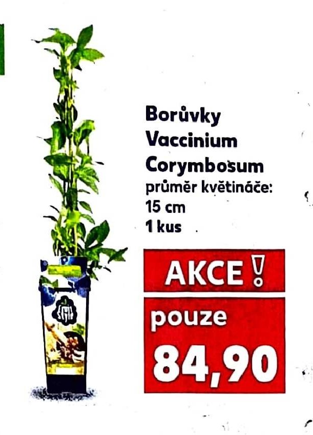 Borůvky Vaccinium Corymbosum