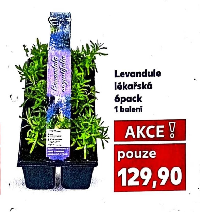 Levandule lékařská 6pack