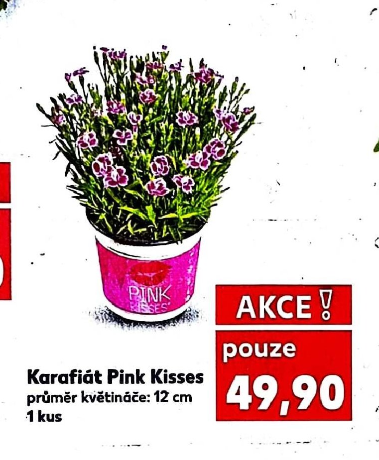 Karafiát Pink Kisses