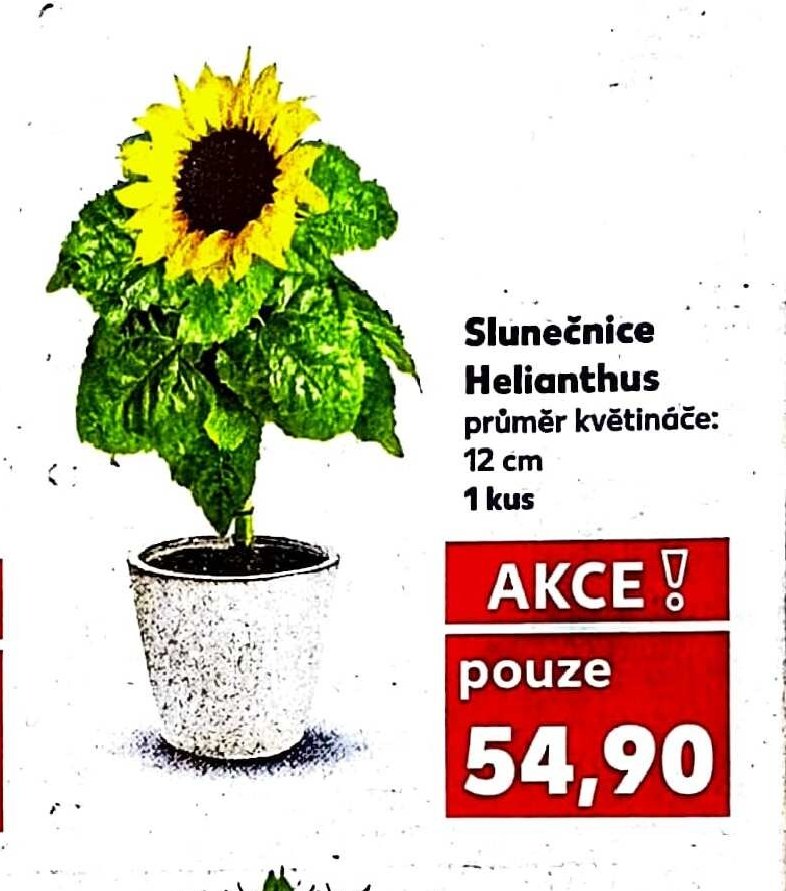 Slunečnice Helianthus