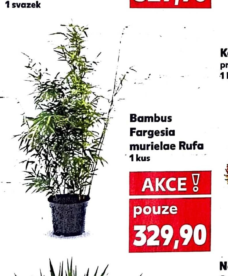 Bambus Fargesia murielae Rufa
