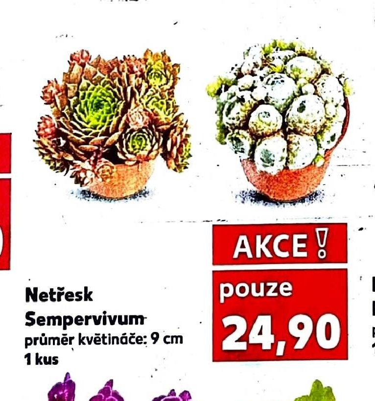 Netřesk Sempervivum