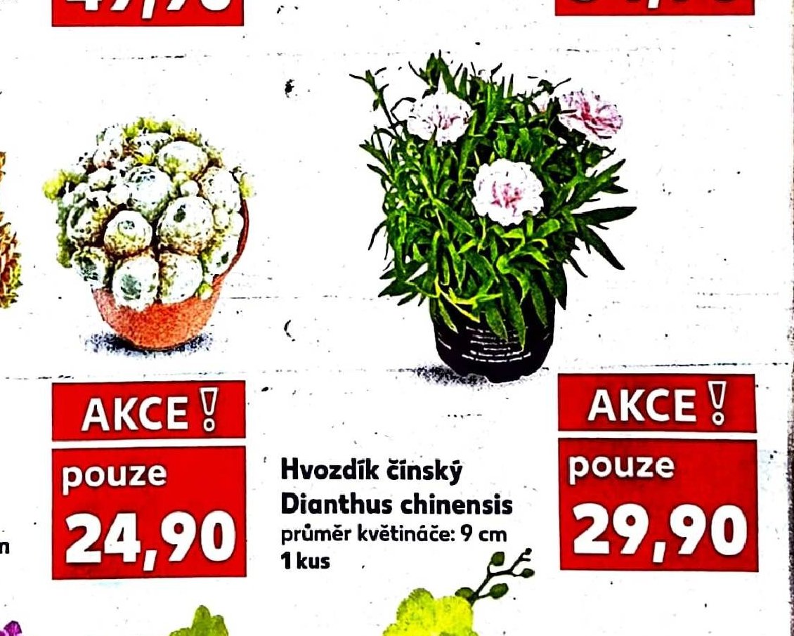 Hvozdík čínský Dianthus chinensis