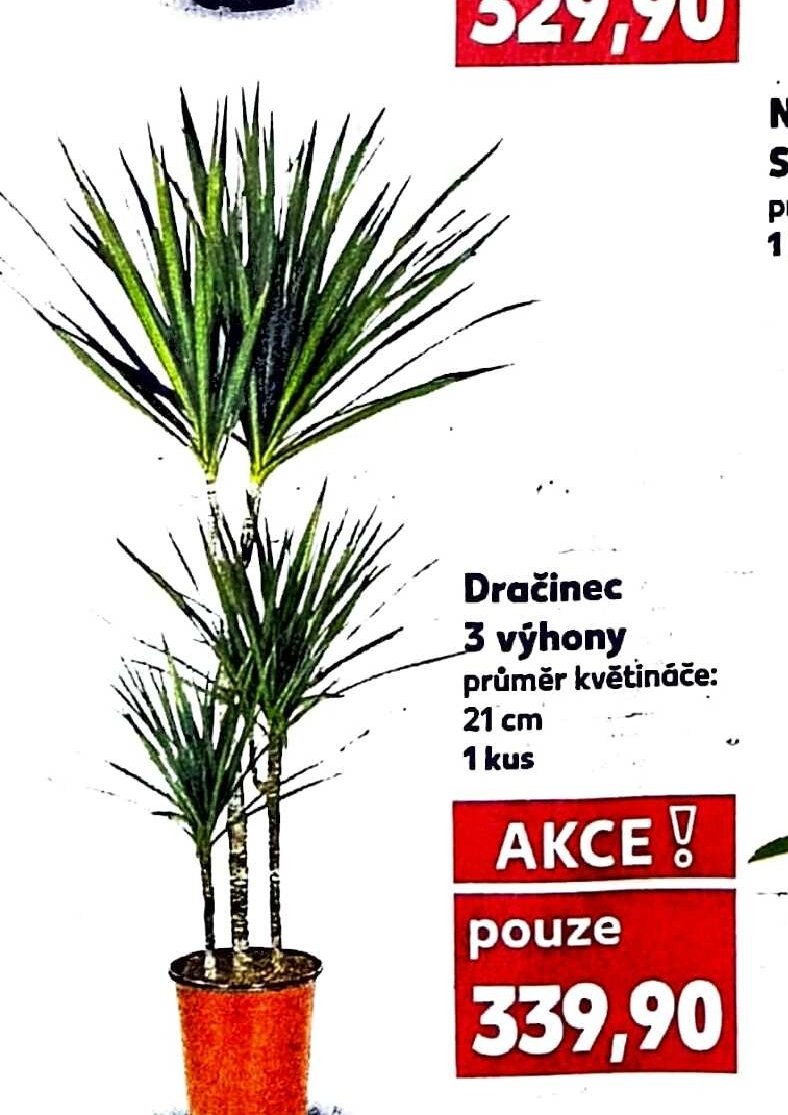 Dračinec