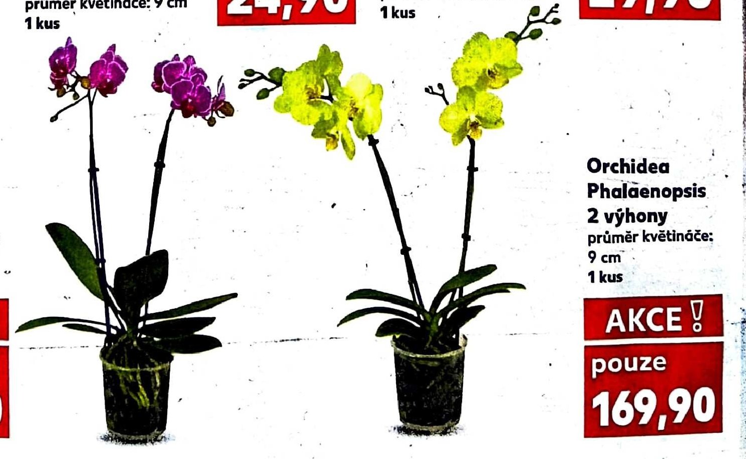 Orchidea Phalaenopsis 2 výhony