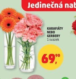 KARAFIÁTY NEBO GERBERY