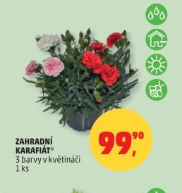 ZAHRADNÍ KARAFIÁT