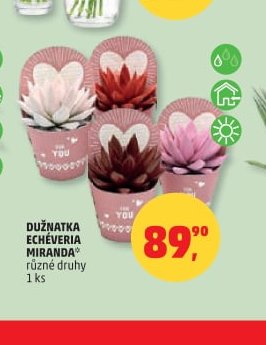 DUŽNATKA ECHÉVERIA MIRANDA
