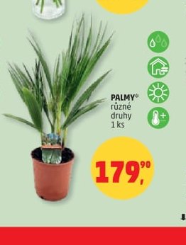 PALMY