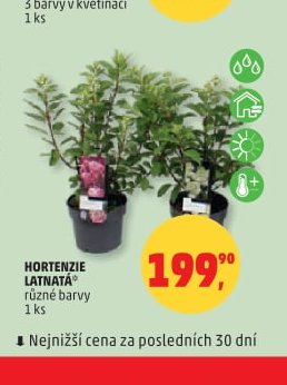 HORTENZIE LATNATÁ