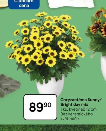 Chryzantéma Sunny/Bright day mix