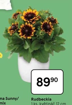 Rudbeckia