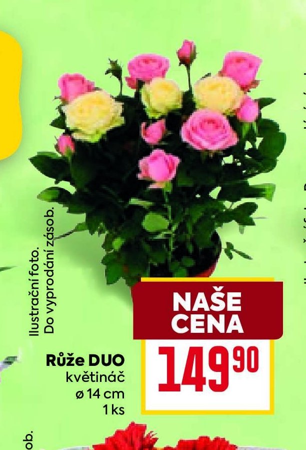 Růže DUO květináč