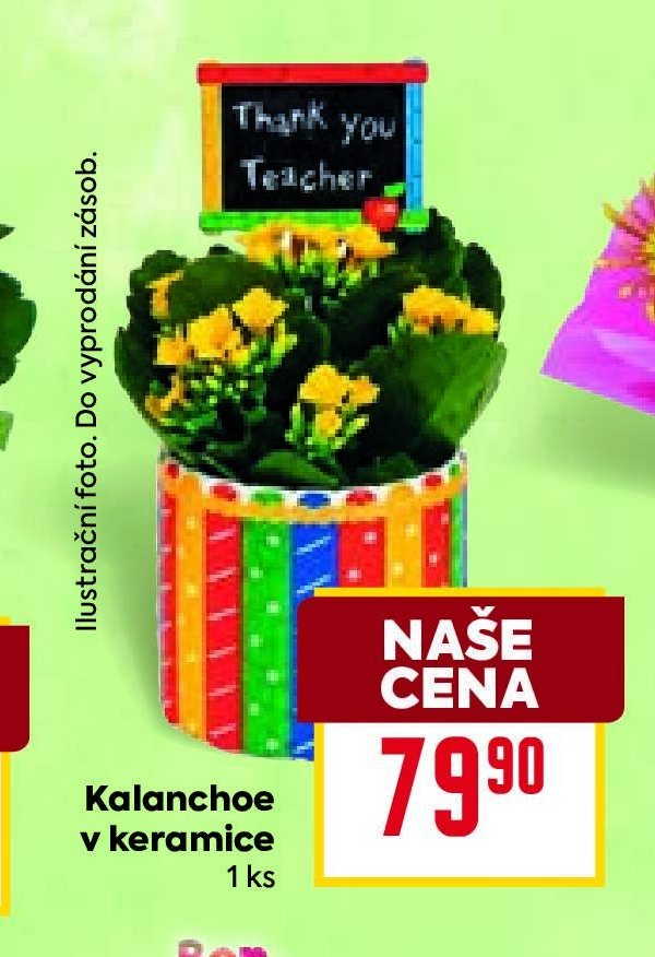 Kalanchoe v keramice
