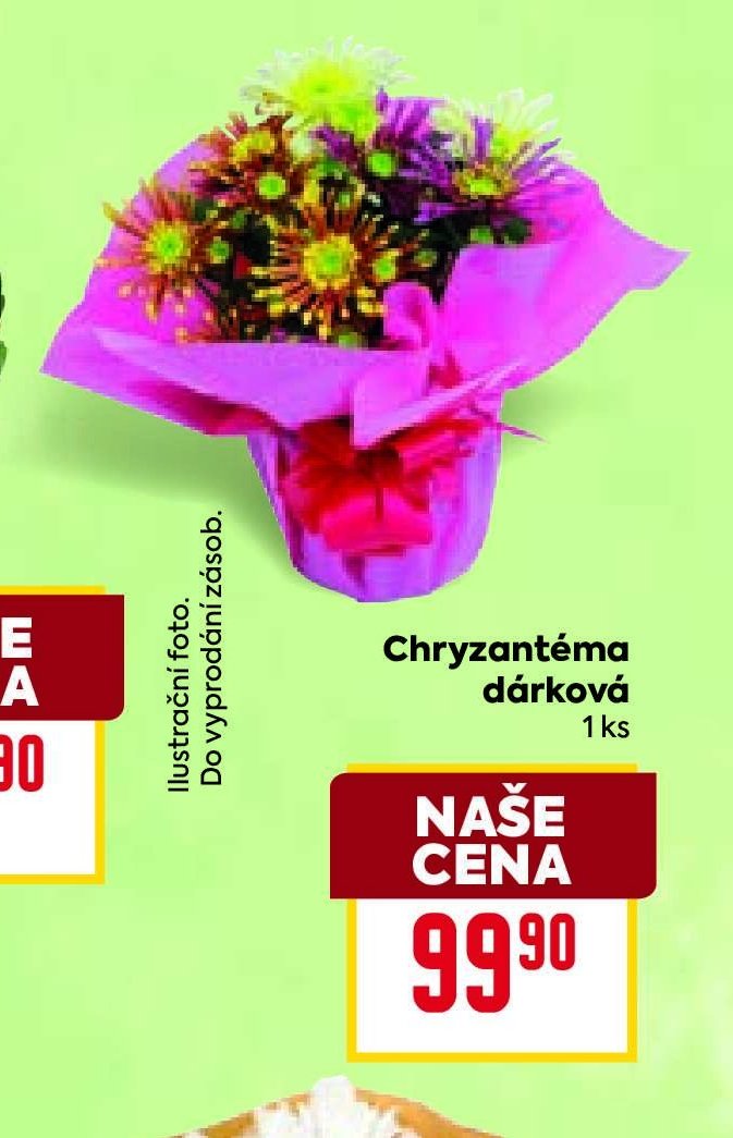 Chryzantéma dárková