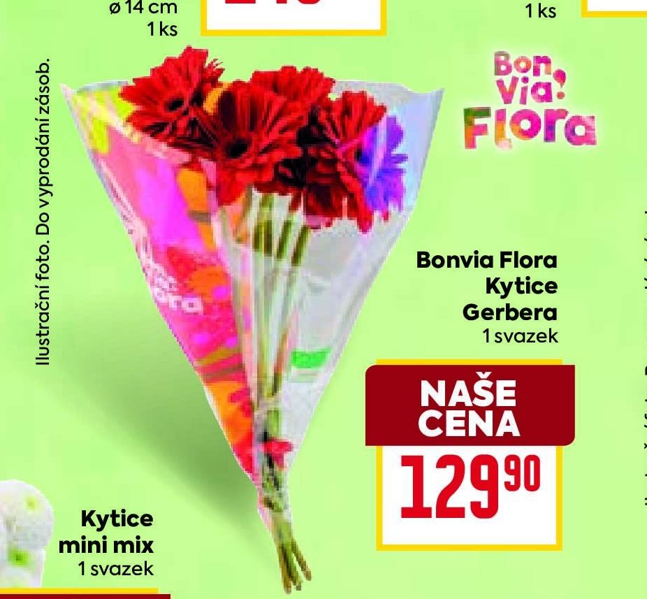 Bonvia Flora Kytice Gerbera