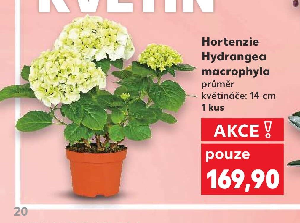 Hortenzie Hydrangea macrophylla