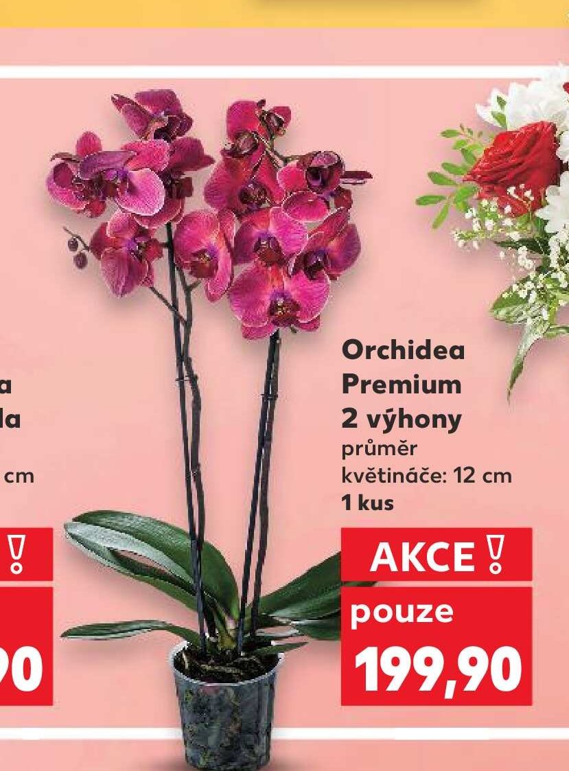 Orchidea Premium