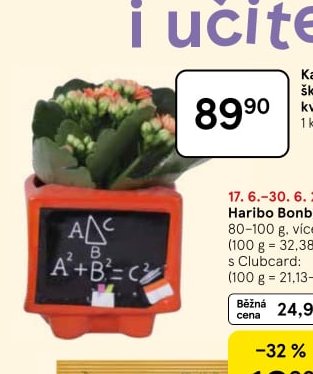Kalanchoe Konec školy v keramickém květináči