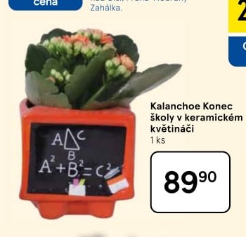 Kalanchoe Konec školy v keramickém květináči