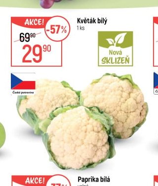 Květák bílý