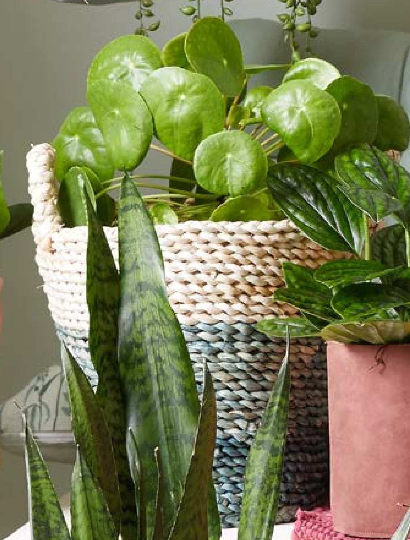 Pilea v pleteném košíku