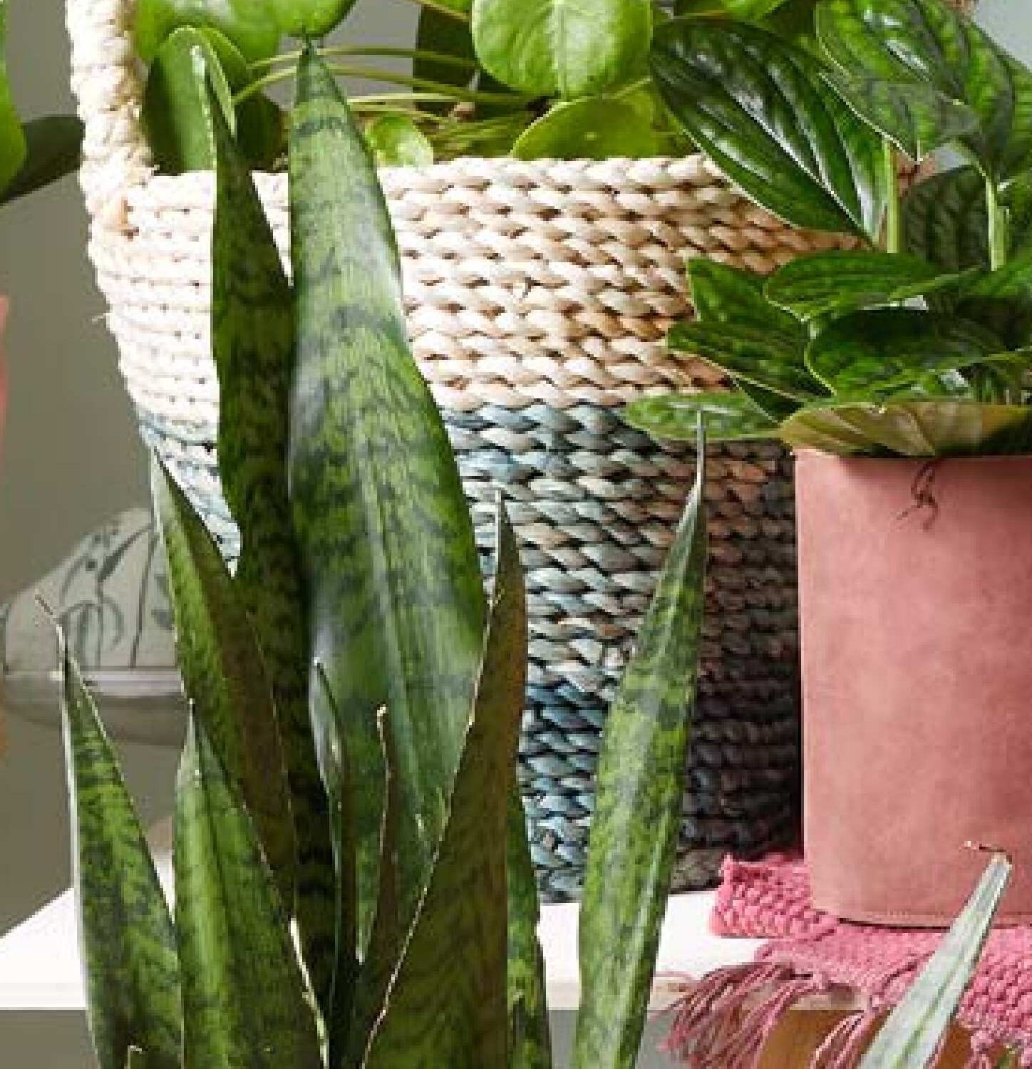 Tchynin jazyk (Sansevieria)