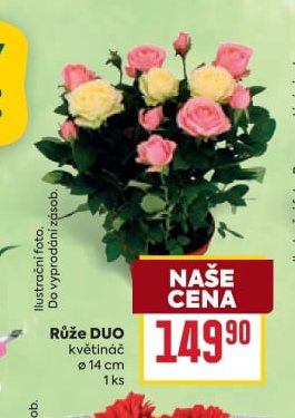 Růže DUO