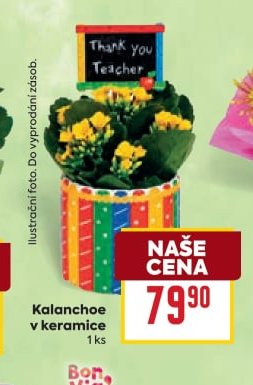 Kalanchoe v keramice