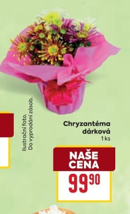 Chryzantéma dárková
