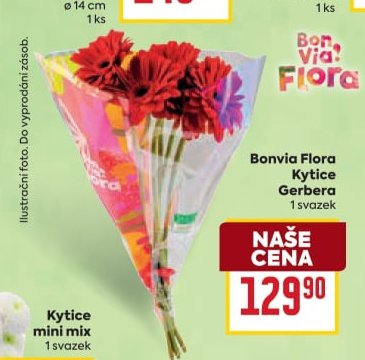 Bonvia Flora Kytice Gerbera