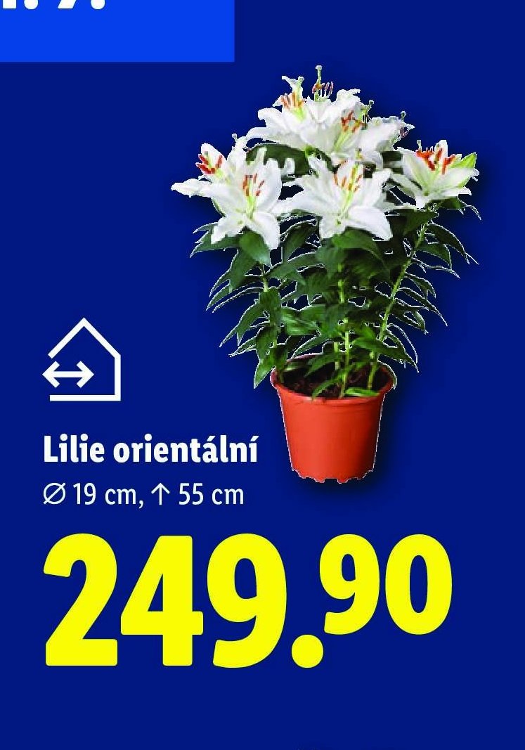 Lilie orientální