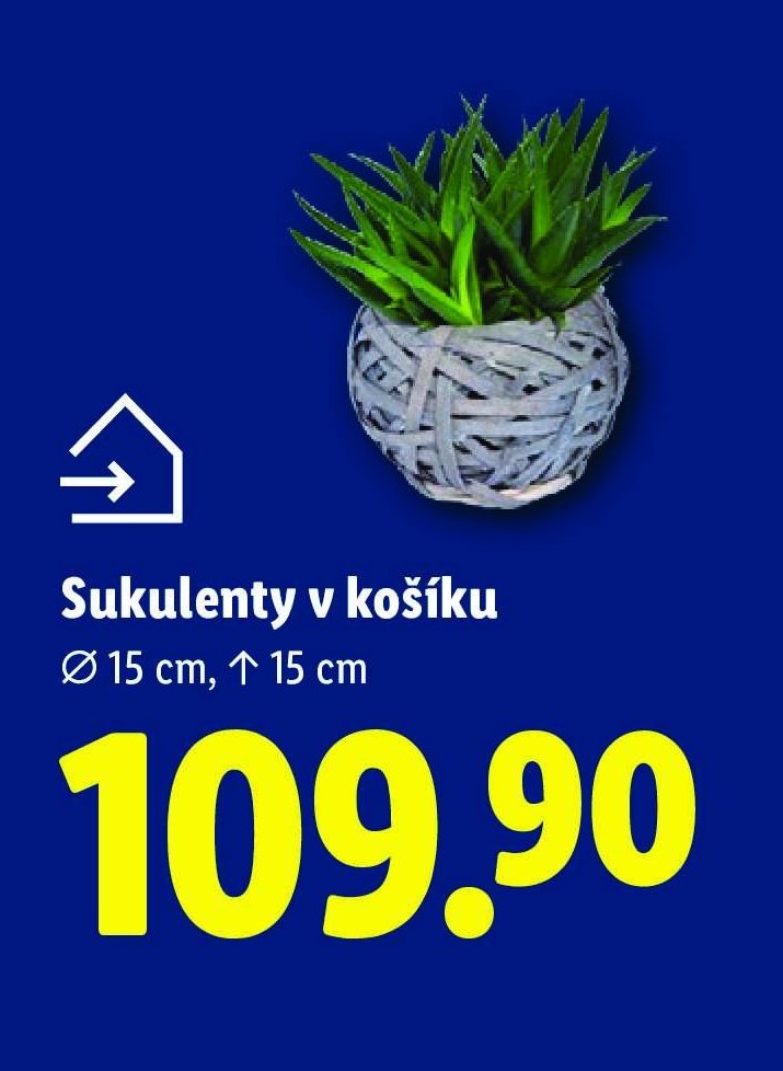 Sukulenty v košíku