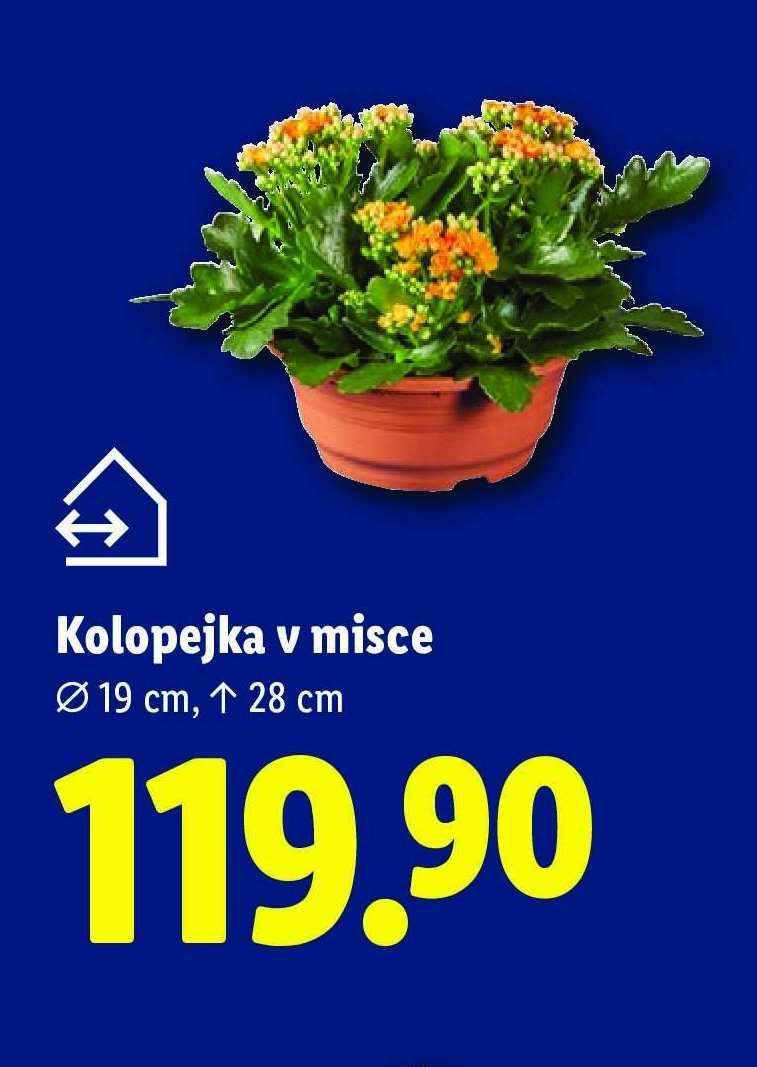 Kolopejka v misce