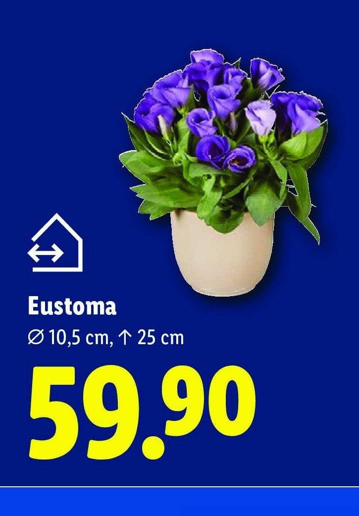 Eustoma