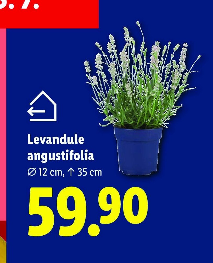 Levandule angustifolia