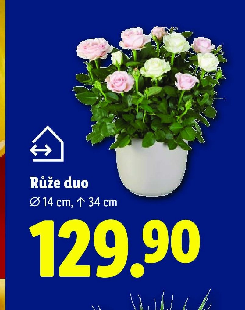 Růže duo