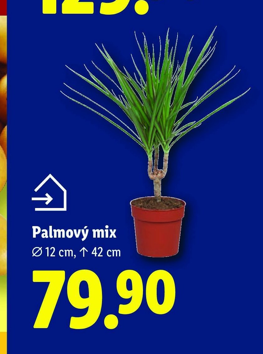 Palmový mix