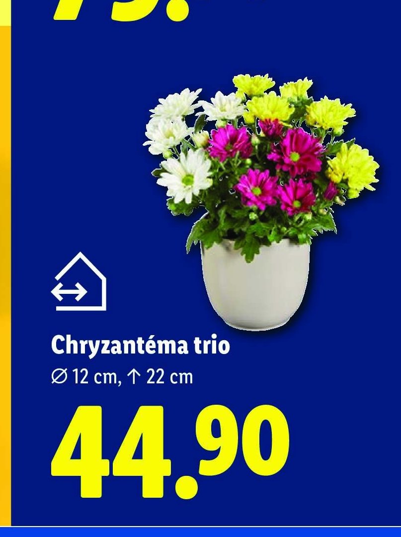 Chryzantéma trio