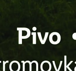 Pivo