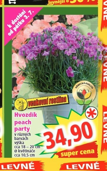 Hvozdík peach party