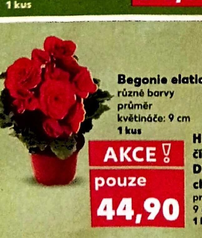 Begonie elatior