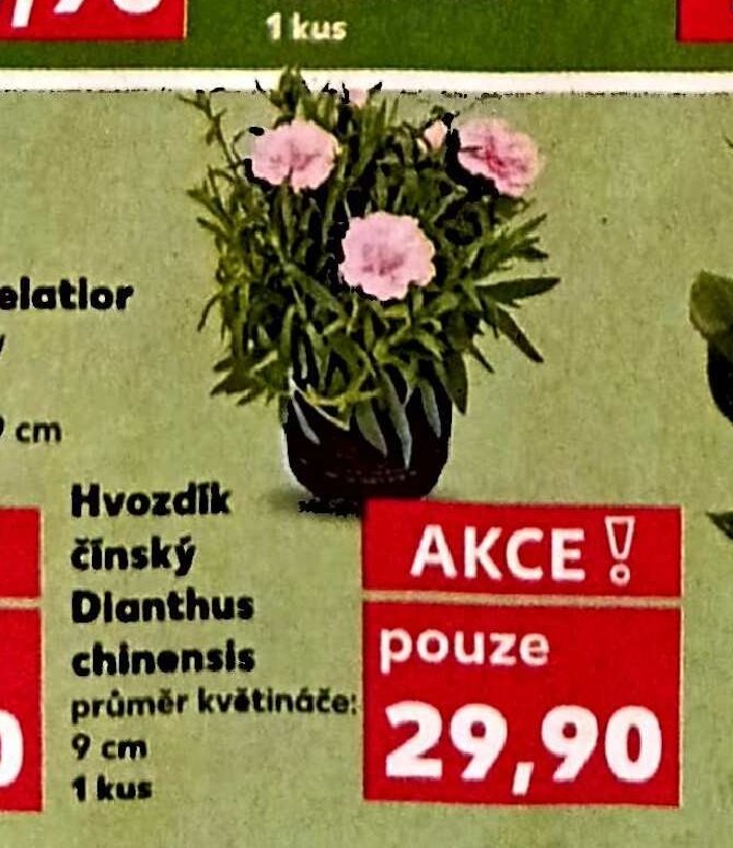 Hvozdík čínský