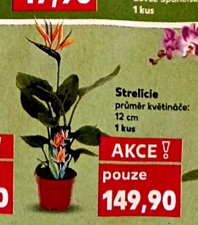 Strelície