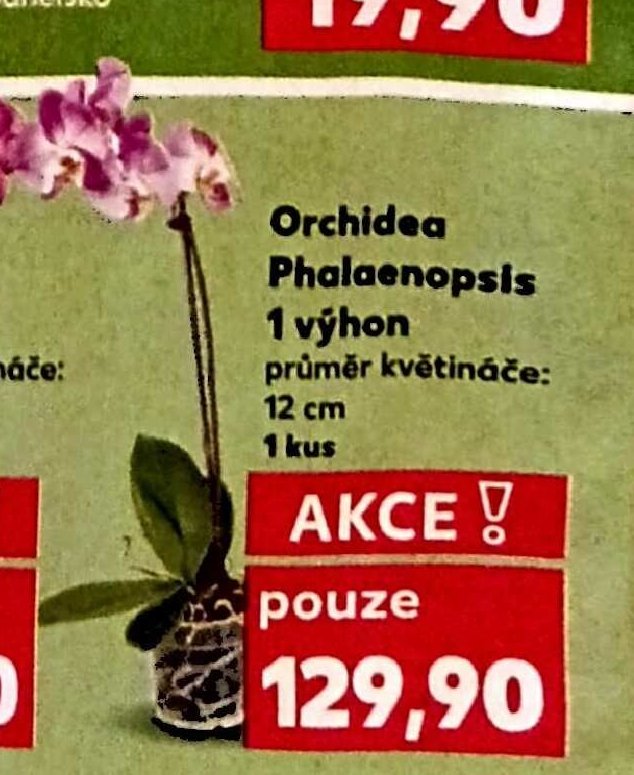 Orchidea Phalaenopsis