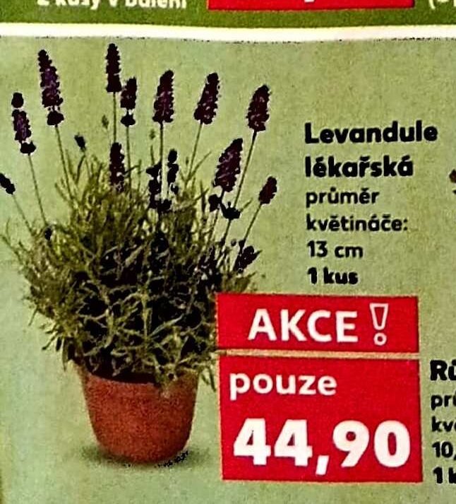 Levandule lékařská