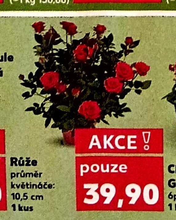 Růže