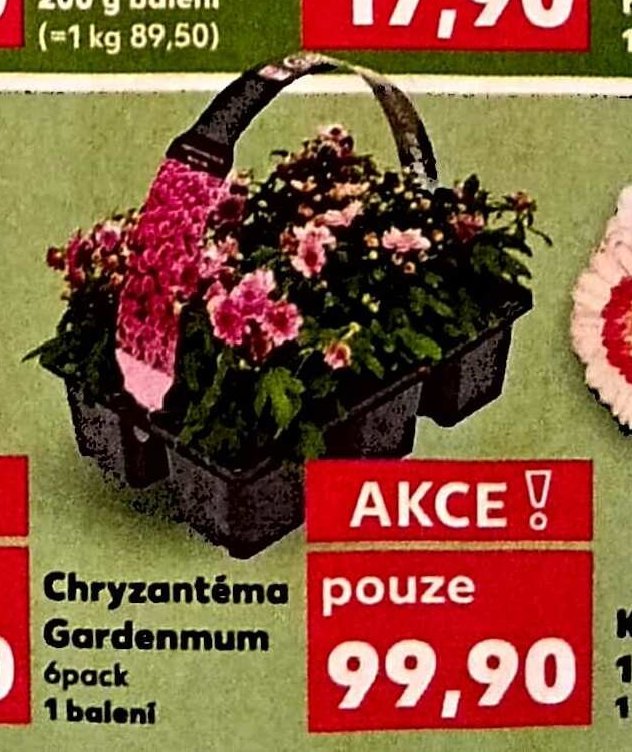 Chryzantéma Gardenmum