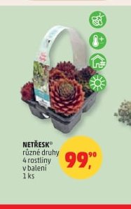 NETŘESK